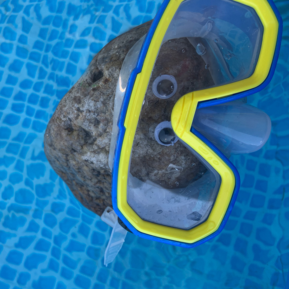 Skip the Pet Rock with swim goggles